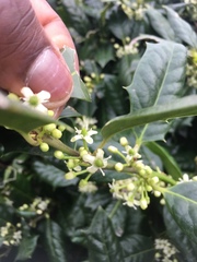 Ilex