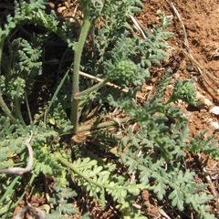 Phacelia popei