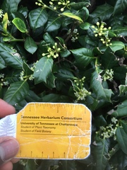 Ilex