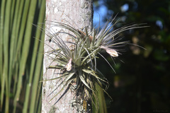 Tillandsia gardneri