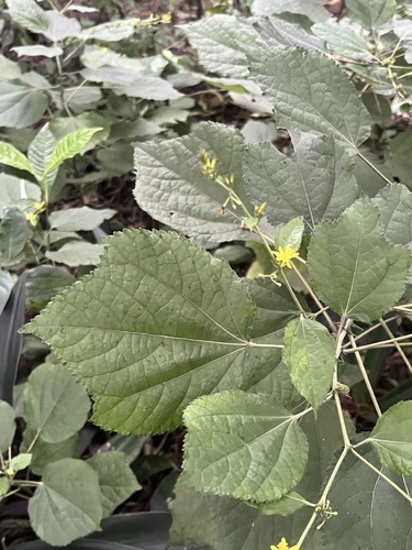 Triumfetta semitriloba