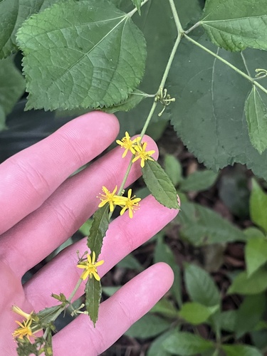 Triumfetta semitriloba