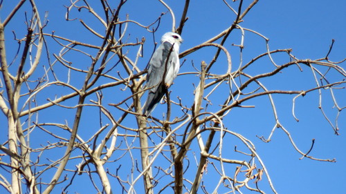 Black-winged Kite