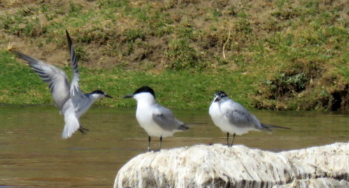Gull-billed Tern