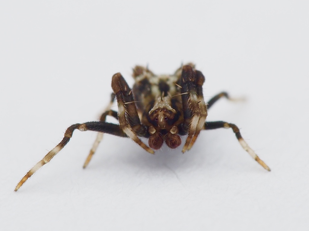 bird-dropping-spiders-from-north-island-kaeo-northland-nz-on