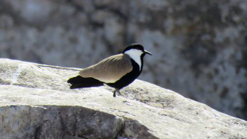 Spur-winged Lapwing