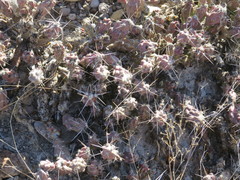 Grusonia aggeria