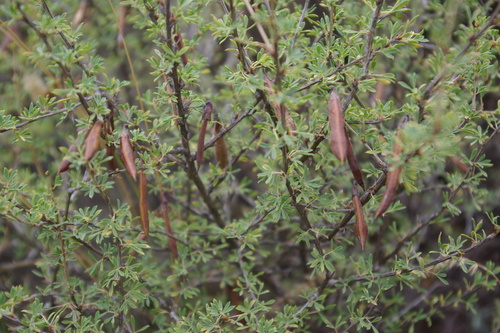Caragana grandiflora