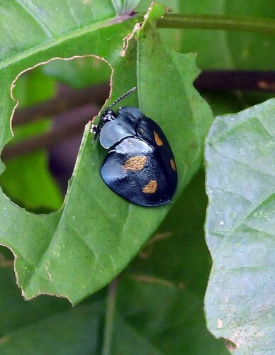 Stolas sexplagiata