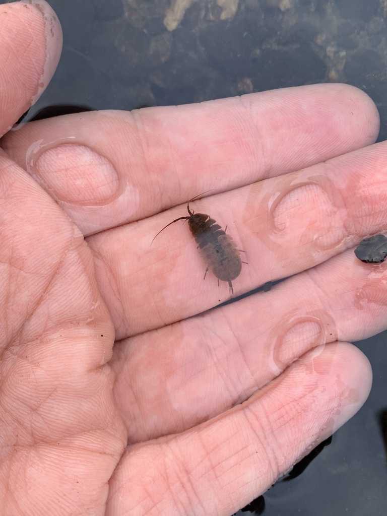 Lower Ohio Waterslater