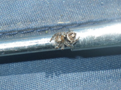 Phidippus comatus