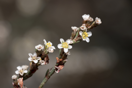Horse-tail knotweed (Polygonum equisetiforme)