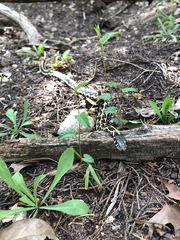 Thamnophis cyrtopsis ocellatus