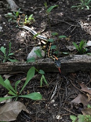 Thamnophis cyrtopsis ocellatus