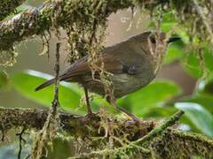 Large Scrubwren photo 2