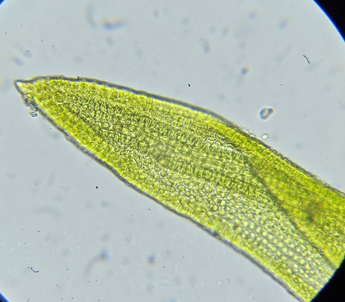 Image of Vinealobryum nicholsonii by (c) Helen Waterman, some rights reserved (CC BY)