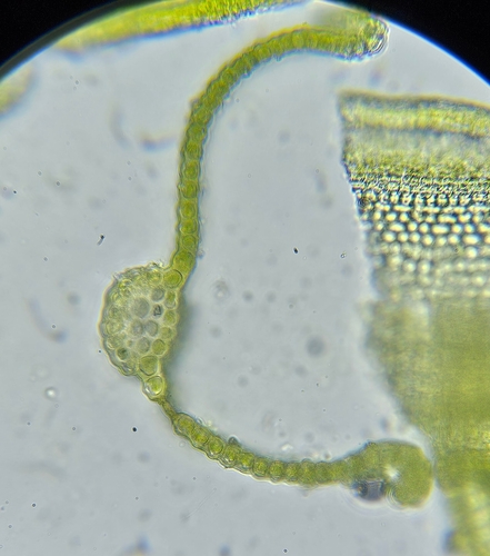 Image of Vinealobryum nicholsonii by (c) Helen Waterman, some rights reserved (CC BY)