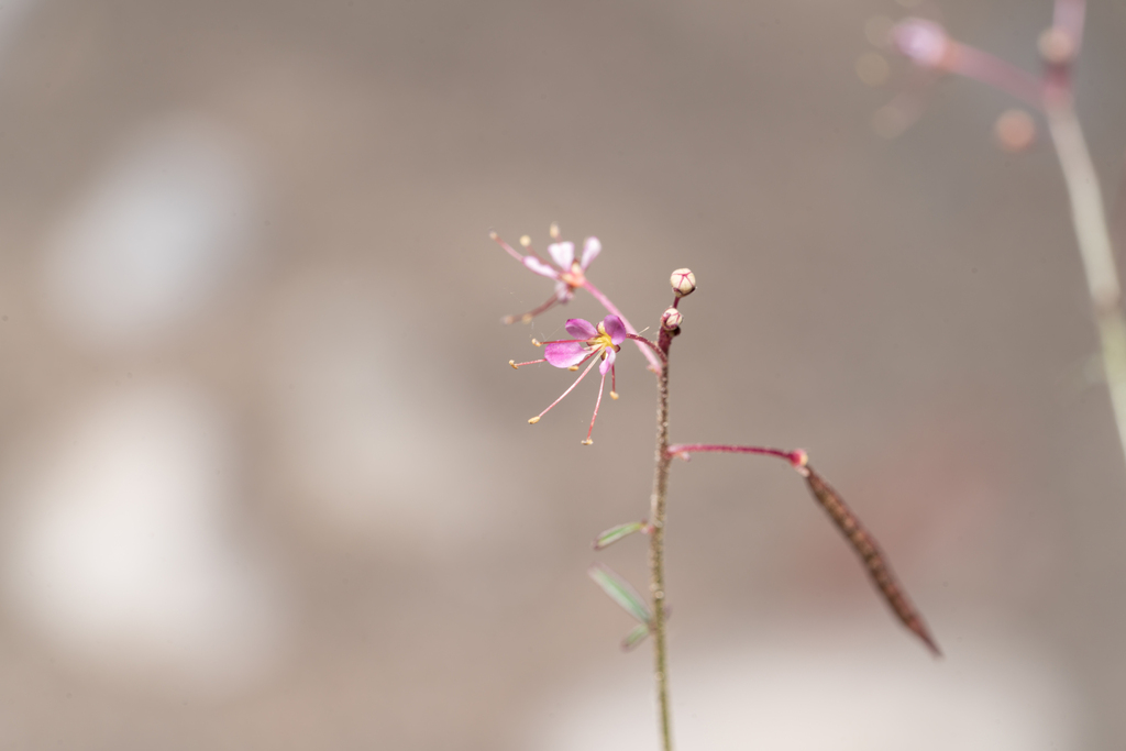 Iberian spiderflower (Cleome iberica)