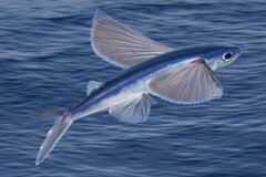 Bennett's Flyingfish photo 2