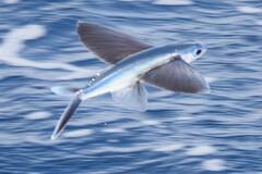 Guinean Flyingfish photo 2