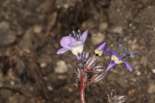 Image of Gilia brecciarum by (c) Steve Matson, some rights reserved (CC BY)