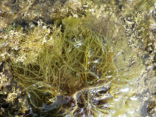 Hypnea musciformis