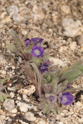 Image of Phacelia curvipes by (c) Steve Matson, some rights reserved (CC BY)