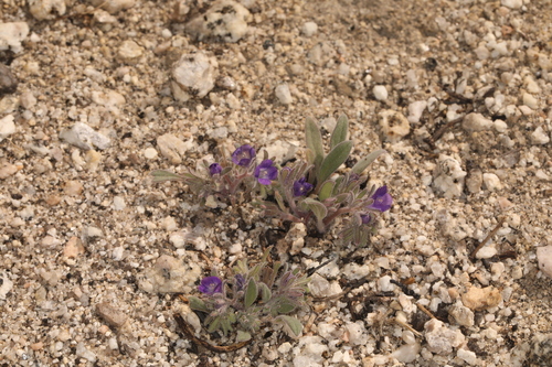 Image of Phacelia curvipes by (c) Steve Matson, some rights reserved (CC BY)
