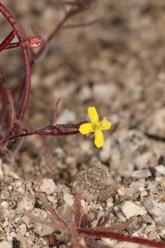 Image of Camissonia pusilla by (c) Steve Matson, some rights reserved (CC BY)