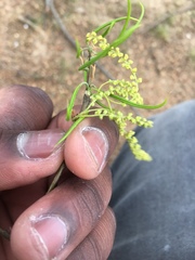 Rumex