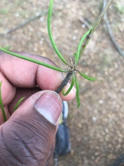 Rumex