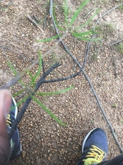 Rumex