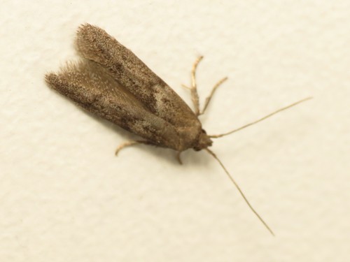 Blastobasid Moths (Family Blastobasidae) · iNaturalist