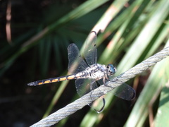 Libellula vibrans