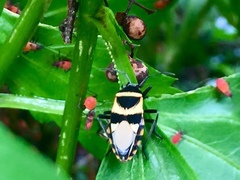 Largus fasciatus