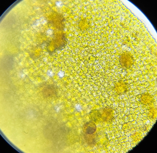 Image of Syntrichia latifolia by (c) Helen Waterman, some rights reserved (CC BY)