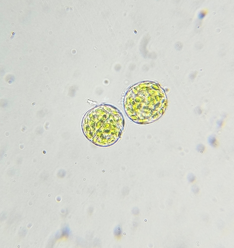 Image of Syntrichia latifolia by (c) Helen Waterman, some rights reserved (CC BY)