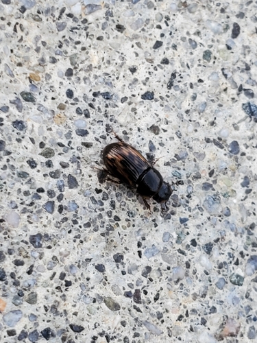 Pardalosus pardalis