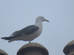 Larus argentatus