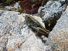 Brachaspis collinus