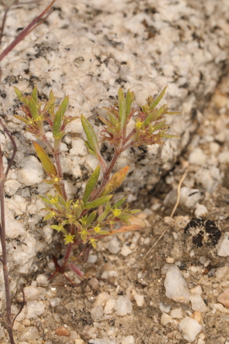 Image of Chorizanthe watsonii by (c) Steve Matson, some rights reserved (CC BY)