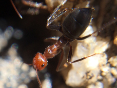 Endiodioctes