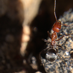 Endiodioctes