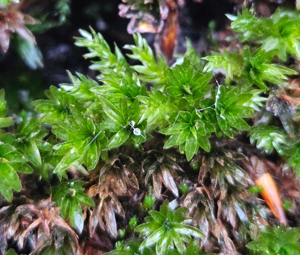 Horn Calcareous Moss from Serpentine Walk, Buxton SK17, UK on 14