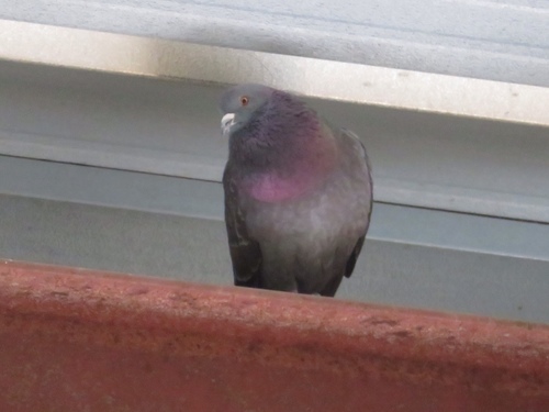Feral Pigeon photographed in Iowa