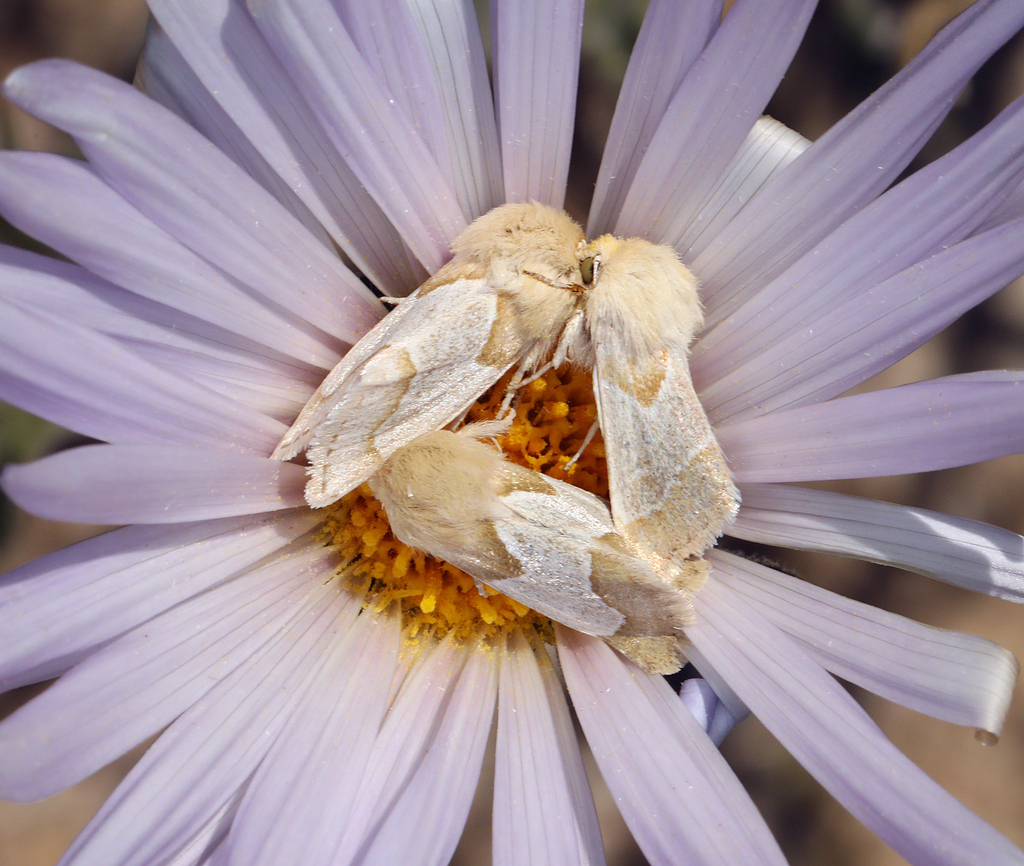 Schinia ligeae