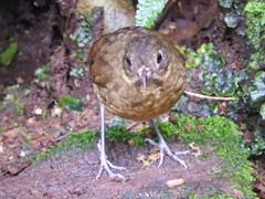 Grallaria haplonota