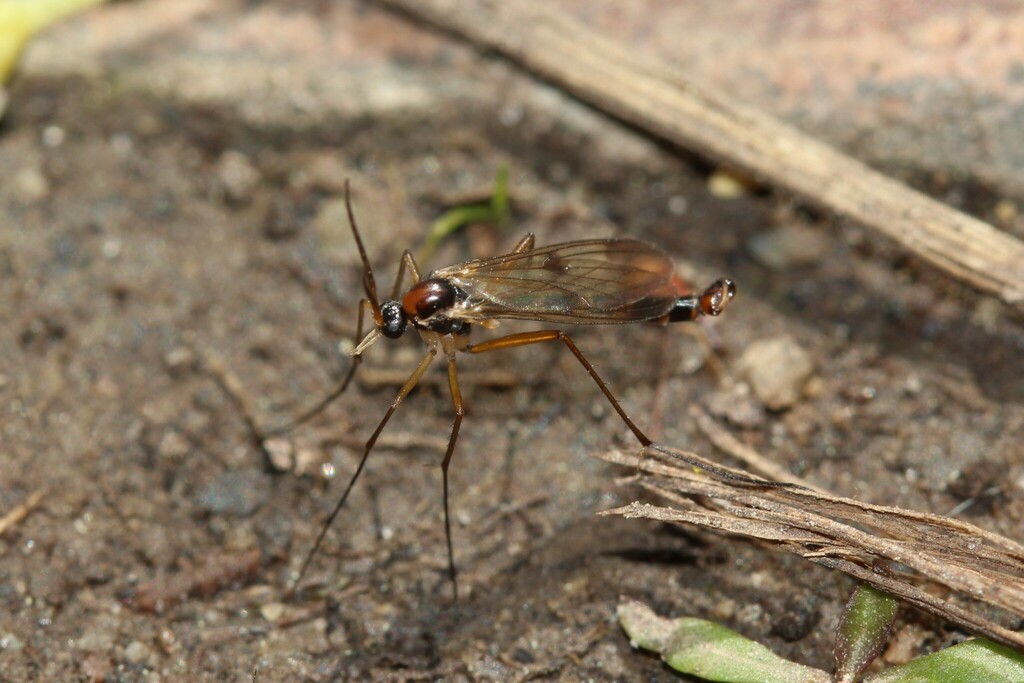 Aglaomyia