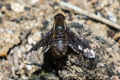 Hemipenthes seminiger
