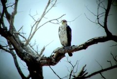 Aquila spilogaster